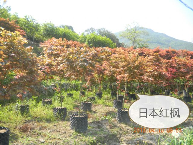 点击查看大图
